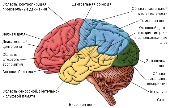 Анатомия коры головного мозга1 