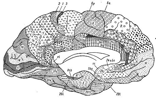 карта коры головного мозга 