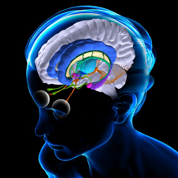 Расположение таламуса в мозгу: таламус изображён как бледно-голубой пузырь в центре под полушариями. (Рисунок <noindex><a target=_blank href=http://www.corbisimages.com>Fernando Da Cunha</a></noindex>.)