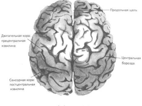 Строение головного мозга 