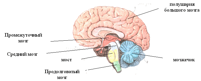 Изучаем отделы головного мозга 