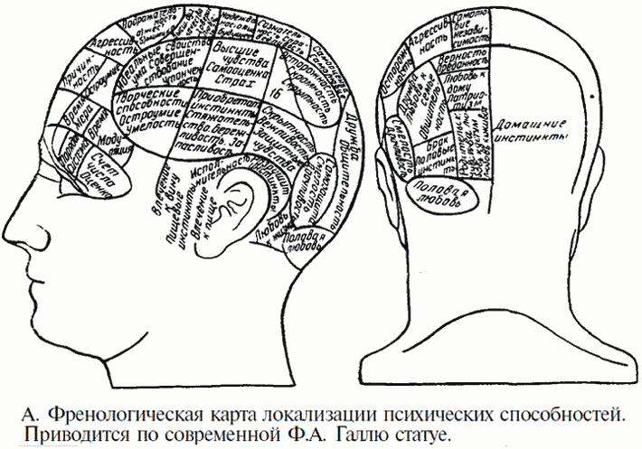 коры головного мозга. 