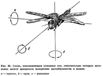 Схема, показывающая основные оси, относительно которых насекомое может вращаться вследствие нестабильности в полете