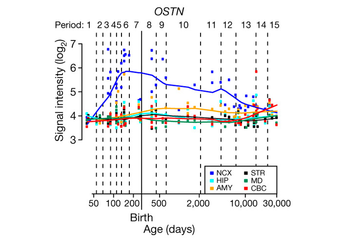Рис. 2. Уровень экспрессии OSTN в разных отделах человеческого мозга на разных стадиях развития
