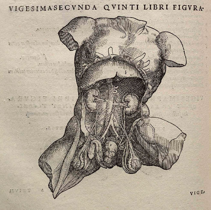Рисунок строения брюшной полости человека из книги Андреаса Везалия De humani corporis fabrica