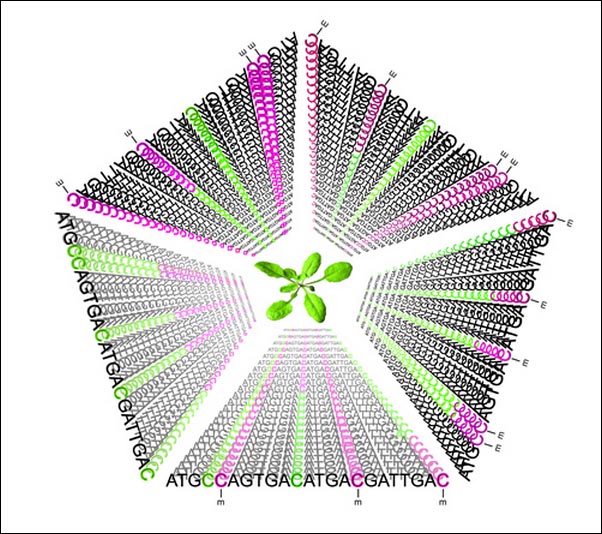 Изменения в метильном статусе цитозина в ДНК пяти линиях Arabidopsis thaliana на протяжении 30 поколений; зелёным обозначен немодифицированный цитозин, розовым — метилированный. (Рисунок авторов исследования.)