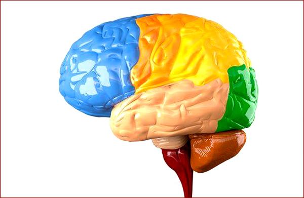 Строение человеческого мозга; теменная кора, координирующая сенсорные сигналы и двигательную активность, выделена жёлтым. (Иллюстрация <noindex><a target=_blank href=http://www.sciencephoto.com>Roger Harris</a></noindex>.)
