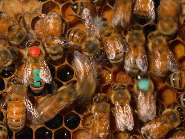 Пчелы - удобный объект для изучения молекулярных основ сложных форм поведения