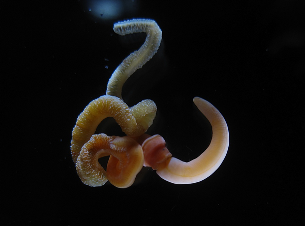 Полухордовый червеобразный организм, переходное звено между иглокожими и хордовыми. На переднем конце тела можно увидеть хоботок и отделяющий его от тела красный воротничок. (Фото авторов исследования.)