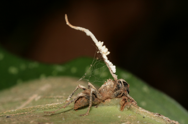 Гриб кордицепс, поражённый собственным паразитом: бледно-жёлтые образования на плодовом теле первого гриба, торчащего из тела муравья.