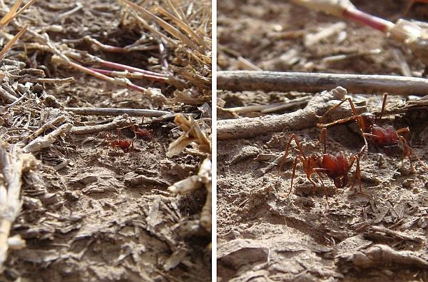 Аргентинские муравьи (фото <noindex><a target=_blank href=http://www.flickr.com/photos/andrewatkinson/3686231952/>Andrew Atkinson</a></noindex>).