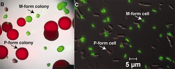P- и M-формы бактерии Photorhabdus luminescens. Слева&nbsp;&mdash; крупные колонии P-форм и мелкие колонии M-форм. Справа&nbsp;&mdash; крупные P-клетки и мелкие M-клетки