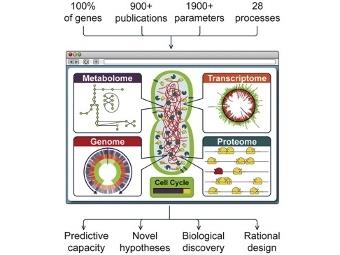 Модель Mycoplasma genitalium. Изображение Karr et al./Cell