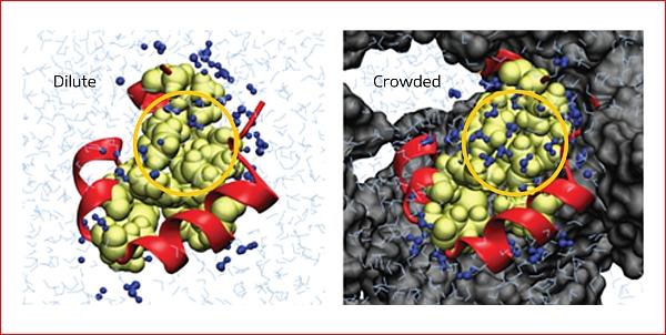 Слева, или в тесноте: в гидрофобном регионе протеина (зелёный и красный) находится больше молекул воды (синие). Справа, или не в обиде: а это разбавленные условия. Сравнивайте. (Иллюстрация RIKEN.)