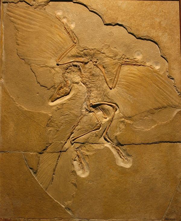Берлинский археоптерикс (фото <noindex><a target=_blank href=http://archosaurmusings.wordpress.com/2012/02/04/berlin-archaeopteryx/>Dave Hone</a></noindex>).