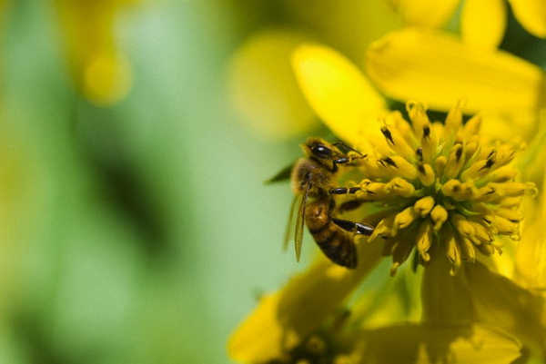 Пчела-сборщица за работой (фото <noindex><a target=_blank href=http://www.corbisimages.com/>Antonio M. Rosario</a></noindex>).