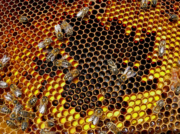 Пчёлы-няньки у своих подопечных (фото <noindex><a target=_blank href=http://www.flickr.com/photos/borderglider/>borderglider</a></noindex>).