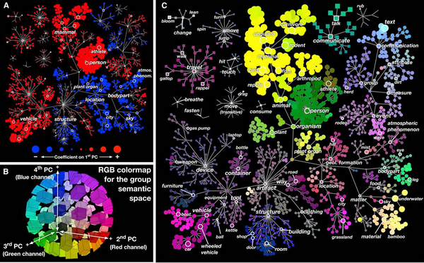 Семантическая карта головного мозга: в левом верхнем углу — часть понятий, близких или неблизких друг другу, внизу — цветовая кодировка карты, справа — развёрнутая карта с учётом цветовой кодировки. (Рисунок авторов работы.)