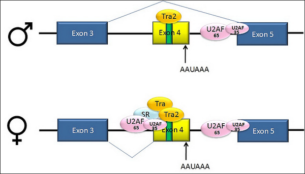 Альтернативный сплайсинг гена у самца и самки дрозофилы: РНК и белки, которые определяют границы монтируемых участков. Альтернативный экзон показан жёлтым. (Рисунок <noindex><a target=_blank href=http://www.flickr.com/photos/agathman/>Allen Gathman</a></noindex>.)