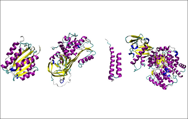 Формы пространственной конформации белков; разным цветом показаны стандартные элементы структуры, которые входят в конструкцию более высокого порядка. (Рисунок Cedric Debes / Heidelberg Institute for Theoretical Studies.)