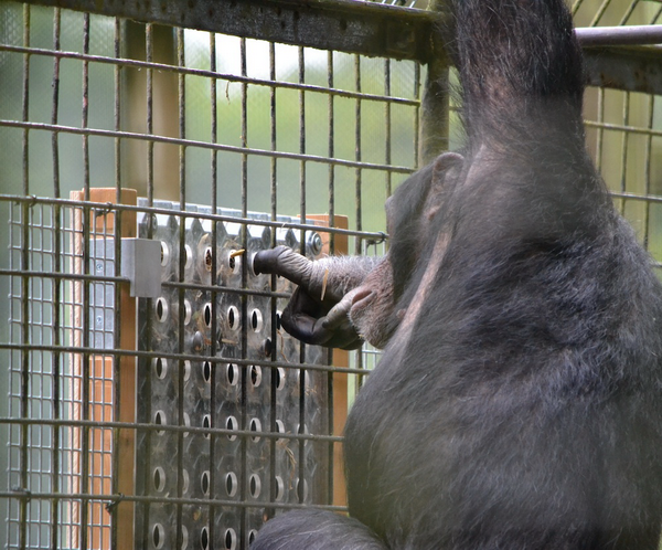 Шимпанзе в процессе решения головоломки-лабиринта. (Фото Zoological Society of London.)