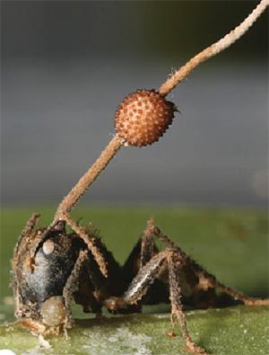 Рис. 1. Гриб Ophiocordyceps, прорастающий из головы зомбированного муравья-древоточца Camponotus