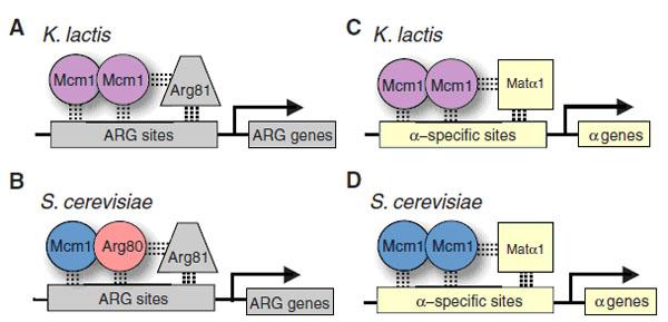 Схема регуляции работы генов метаболизма аргинина и генов, связанных с половым размножением, у двух видов дрожжей