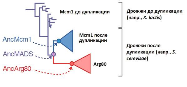 Эволюционное дерево белков Mcm1/Arg80