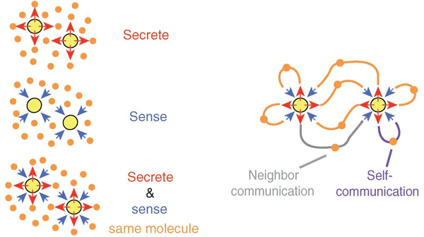 Схема действия сигнальной системы «secrete and sense»