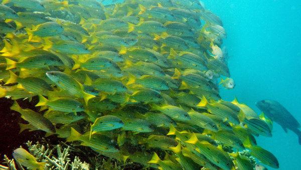 Стая рыб на Большом Барьерном рифе. Архивное фото