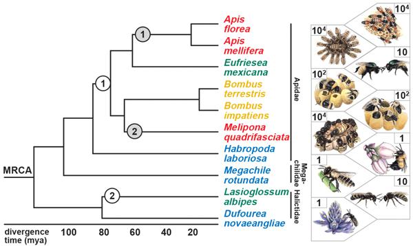 Рис. 1. Эволюционное дерево, показывающее родственные связи 10 видов пчел, рассматриваемых в обсуждаемой статье