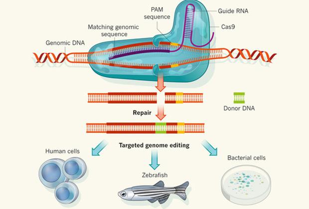 Схема редактирования ДНК с помощью CRISPR