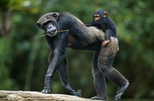 Мама-шимпанзе с детёнышем и палочкой для ловли термитов. 