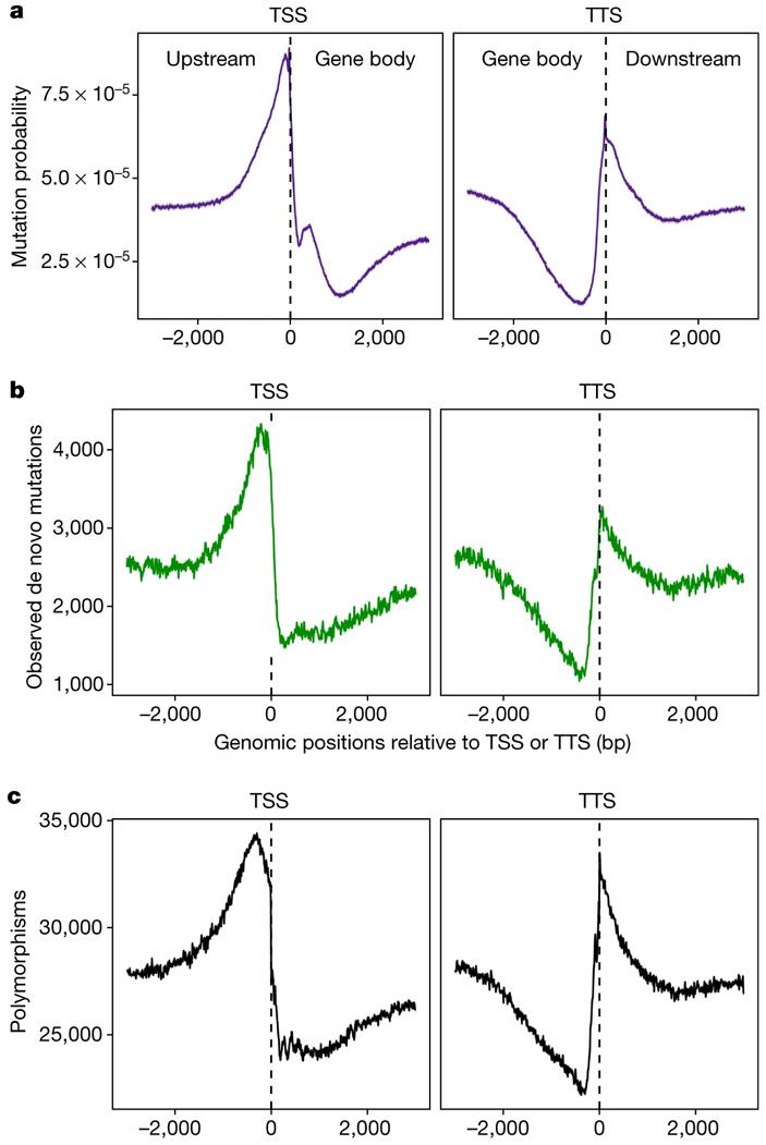 Рис. 2. Темп мутагенеза в окрестностях точек начала (TSS) и окончания (TTS) транскрипции