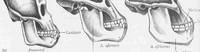 Слева направо - зубная система: Proconsul,  Australopithecus afarensis, Australopithecus africanus. Клыки уменьшаются, а моляры растут...
												Источник: Glenn C. Conroy. Reconstructing Human Origins: A Modern Synthesis