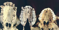 Слева направо - верхние челюсти: шимпанзе - австралопитек афарский - современный человек.
									Обратите внимание на относительно небольшие клыки австралопитека и на его крупные жевательные зубы.
									Источник: http://www.npr.org/2010/08/02/
									128849908/food-for-thought-meat-based-diet-made-us-smarter