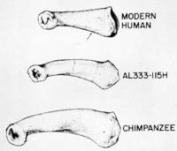 Проксимальные фаланги среднего пальца стопы, сверху вниз: Человек - афарский австралопитек - шимпанзе.
								Источник: Matt Cartmill, Fred H. Smith. The Human Lineage // Social Science, 2011. p. 149.