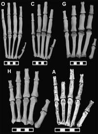 Кисти: О - бонобо, С - шиимпанзе, G - горилла, H - человек, A - австралопитек афарский (AL 333/333w).
										У шимпанзе фаланги пальцев длинные и изогнутые, у человека - широкие, уплощённые и укороченные.