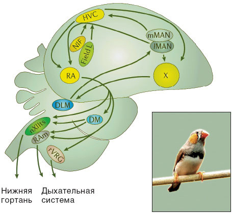 Схема специализированной функциональной системы пения, сложившейся в ходе эволюции мозга певчих птиц (и отсутствующей у непевчих птиц). Изображение: www.sciam.ru