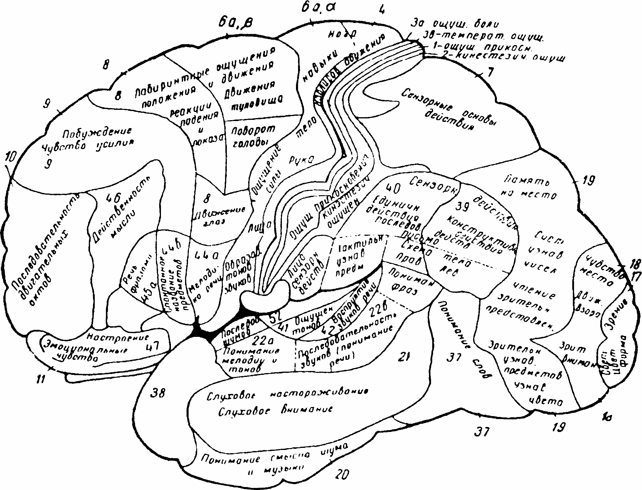 Локализация психических функций в мозге. Функциональная карта мозга Лурия. Корковые поля головного мозга Лурия. Функциональная карта коры головного мозга. Локализация высших мозговых функций в коре головного мозга.