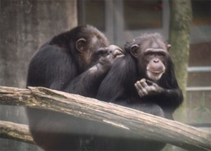 Груминг — взаимное вычесывание паразитов — широко распространенный у обезьян способ общения и укрепления дружеских связей. Это, конечно, альтруистическое поведение, но не совсем бескорыстное (фото с сайта www.chimpanzoo.org)
