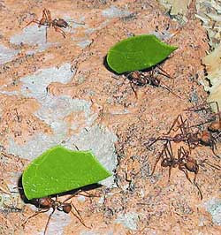 Муравьи-листорезы несут кусочки листьев в гнездо. Измельченные листья используются в качестве удобрения для почвы, на которой выращивается пищевой грибок. Фото А. Пингстоуна с сайта commons.wikimedia.org