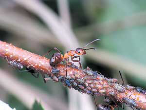 «Пастух» и стадо «коров». «Муравьиными коровами» иногда называют тлей, поскольку муравьи специально разводят их, чтобы собирать падь — богатое углеводами «молочко». На зиму тлей переносят в теплый муравейник, а весной расселяют по окрестным растениям. Фото П. Корзуновича («Наука и <font class='thesaurus' title='Определение - по щелчку' onclick=show_dic_word('%C6%E8%E7%ED',event)>жизн</font>ь»)