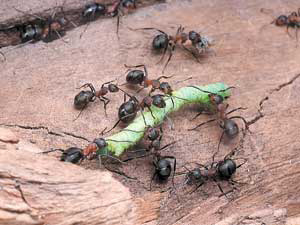 Благодаря коллективным усилиям муравьям удается справиться с довольно крупной добычей. Фото П. Корзуновича («Наука и жизнь»)