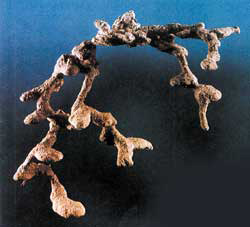 Отливка, показывающая строение муравьиного гнезда (фото: «Наука и жизнь)