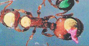 Муравей, меченный капельками краски (фото: «Наука и жизнь) 