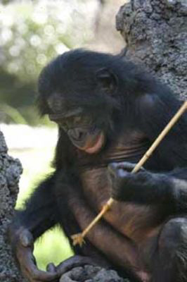 Бонобо охотится на насекомых, используя острую палочку как копье (фото с сайта www.pangeainstitute.us)