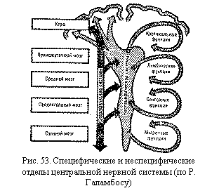 Подпись:  
Рис. 53. Специфические и неспецифические отде-лы центральной нервной системы (по Р. Галамбо-су)

