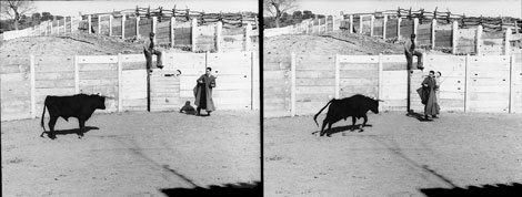 Боевой бык, в мозг которого имплантирован стимосивер, атакует Дельгадо на арене для корриды в Испании в 1963 г. (две средние фотографии) и затем резко останавливается и поворачивает в сторону под воздействием радиосигнала, посланного ученым (крайнее справа фото).