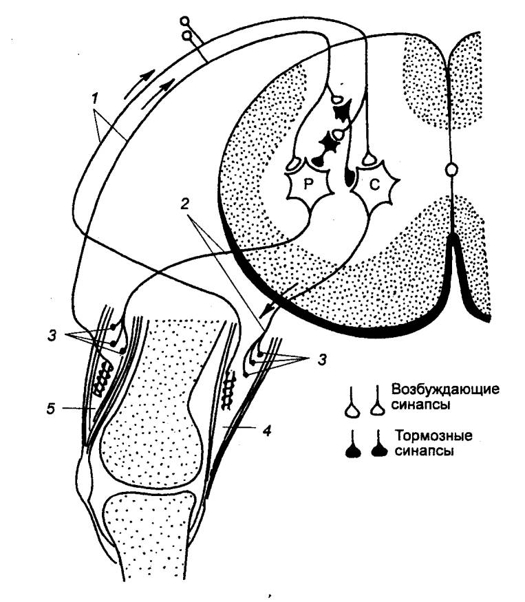 Схема торможения мотонейронов дуги сгибательного рефлекса в опыте сеченова